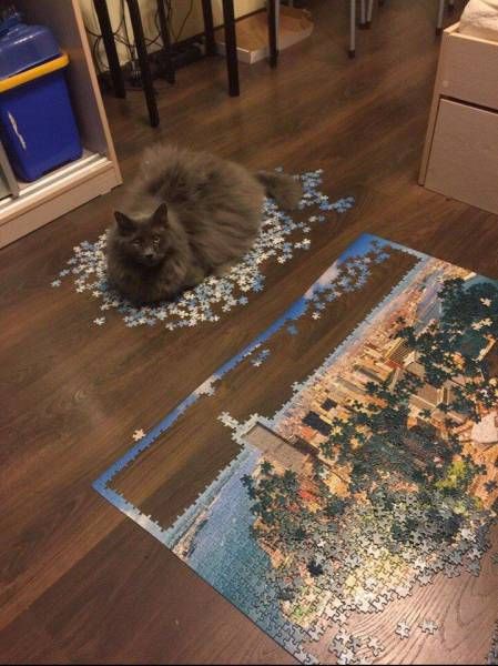 Коты и Кошки