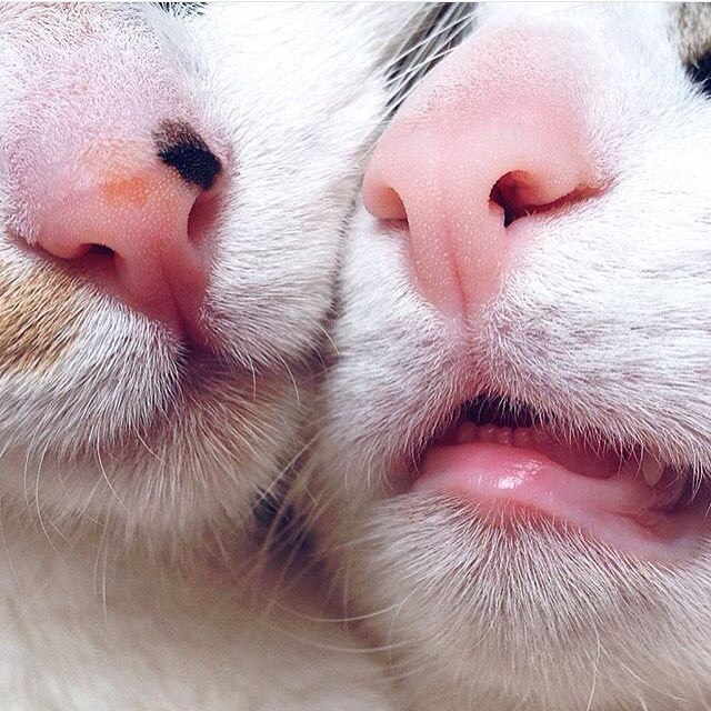 Коты и Кошки