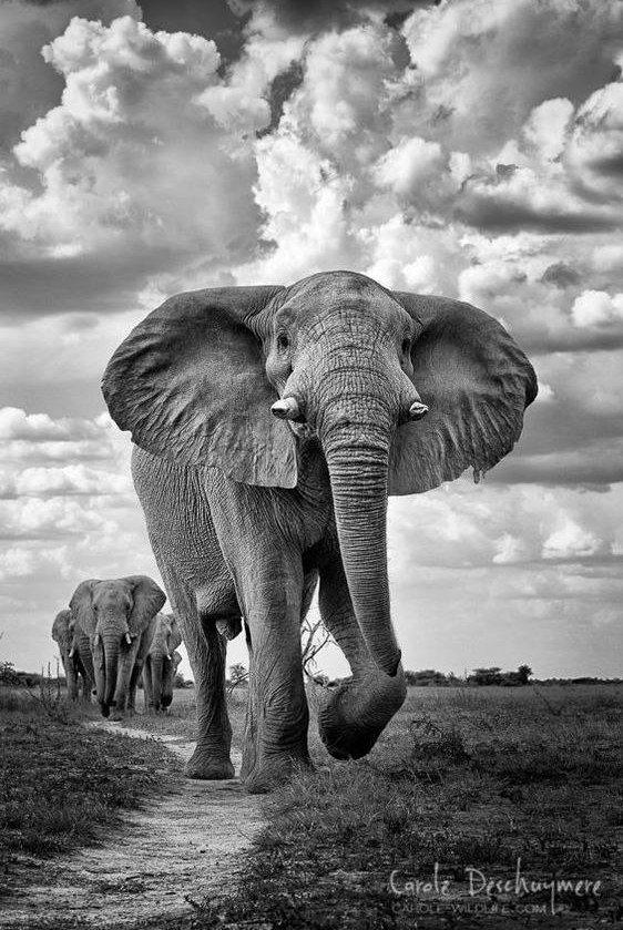 Живность из сети