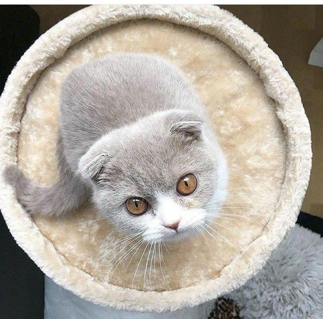 Коты и Кошки