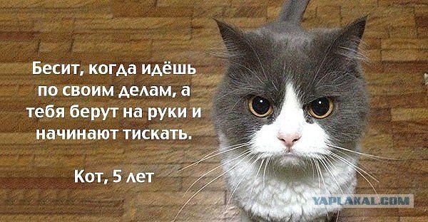 Котик хочет на ручки!