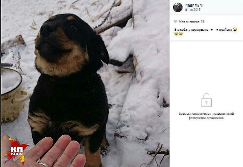 Хозяева собак, которые загрызли 7-летнюю девочку, заплатят родителям малышки 2 миллиона рублей