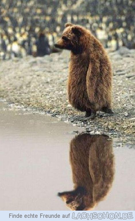 Фантастические животные