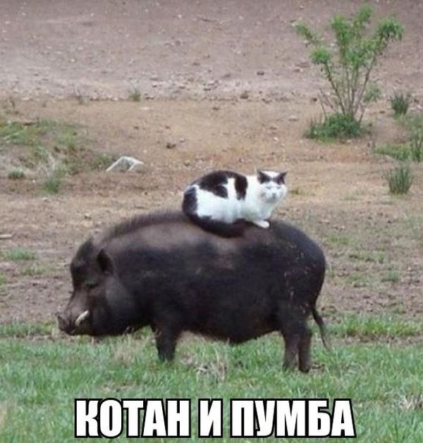 Живность из сети