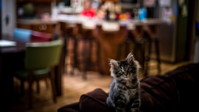 Подборка настоящих котов