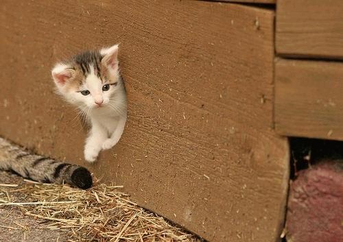 Котовторник на ЯПлакалъ (03.06), котята (31 шт)