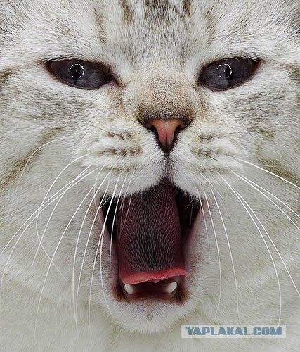 Котовторник на ЯПлакал!