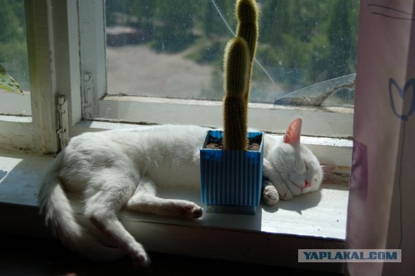 Ударим КОТОВТОРНИКОМ по УГ-постингу