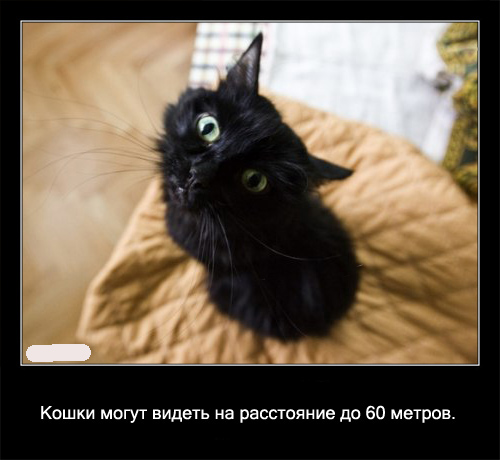 Интересные факты о кошках в картинках, 90 штук