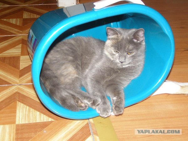 Котовторник на ЯПе