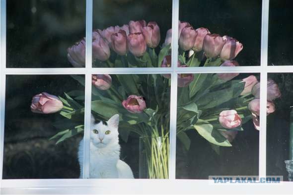 Lolcats - котовторник 33 лолокота!
