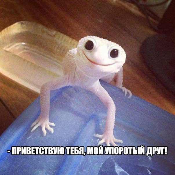 Я бы тоже это выпил...