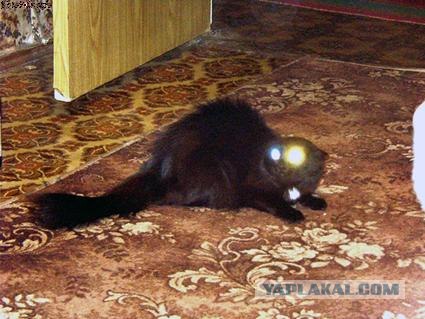 А вот и мы: котятовторник!