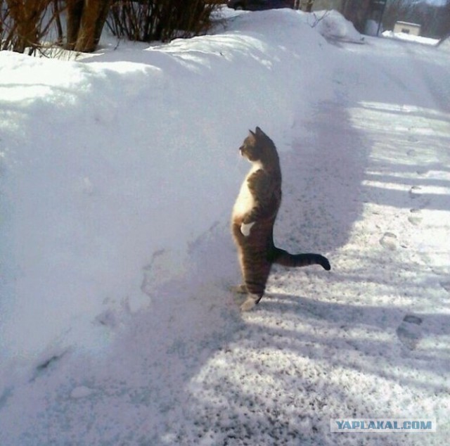 Кошачье любопытство