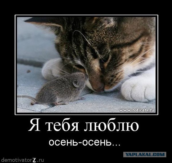 Котовторник. А как же?!