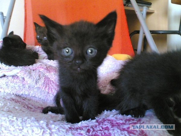 Котейкин вторник! Космический 12.04!