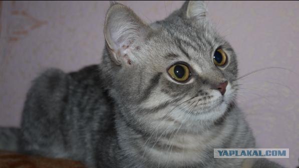 Котовторник 1.11.11