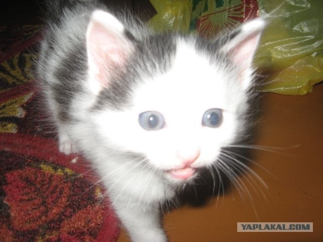 Котовторник (15.05.2012)