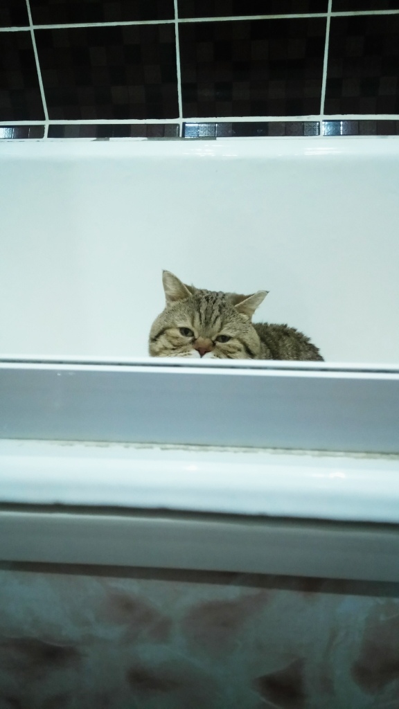 Забавные фото котеек