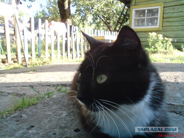 Котовторник ( 23.10. 2012. )