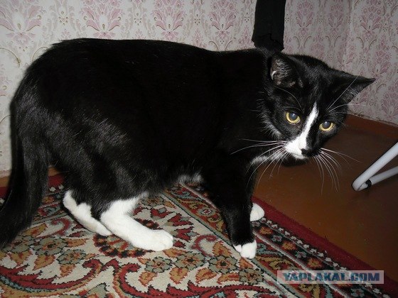 Новогодний Котовторник 01.01.2013