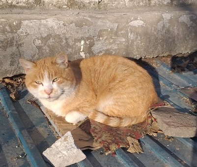 Забавные фото котеек