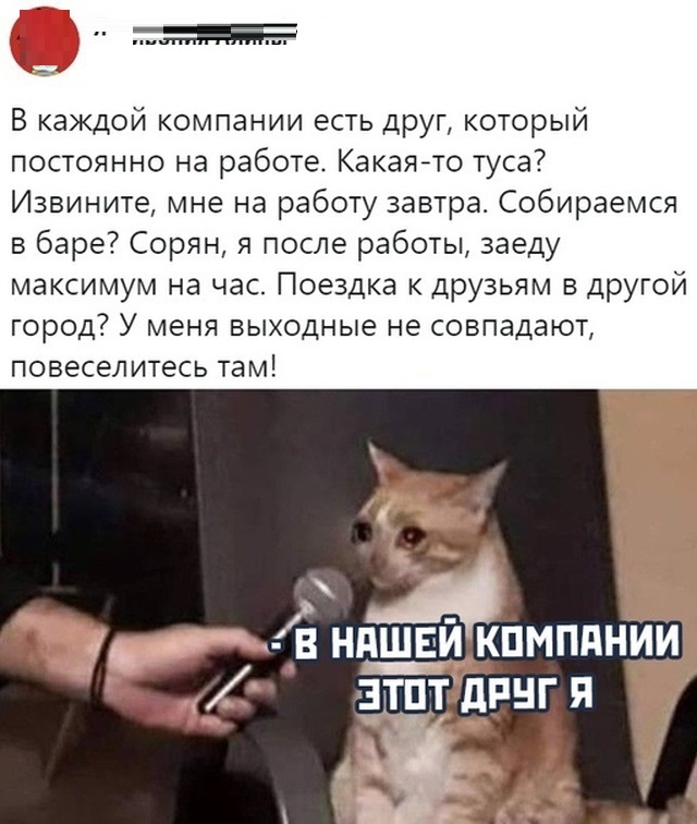 Картинки с котами и про котов