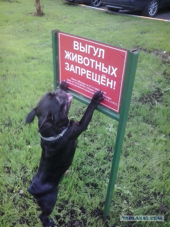 Французский бульдог
