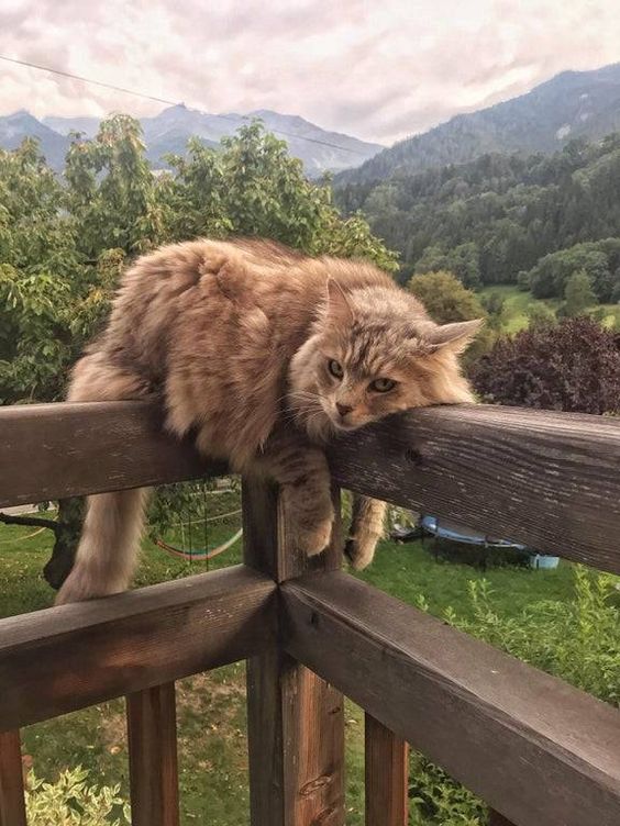 Задорные заборные котэ