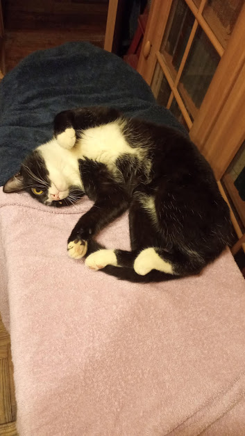 Котовторник 17.11.20