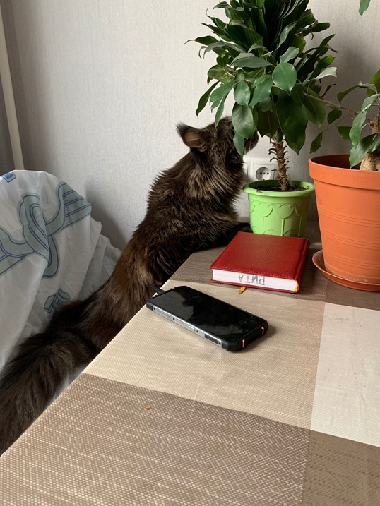 Котовторник 05.10.21 г