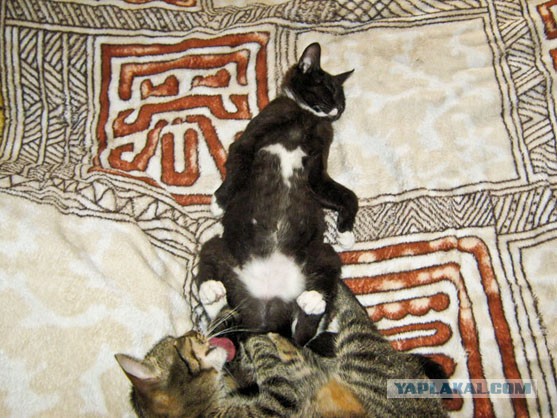Котовторник  19.03.2013