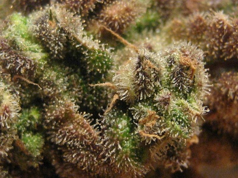Марихуана под микроскопом фото легализация марихуаны в россии новости