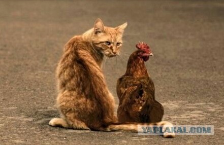 Мастер маскировки