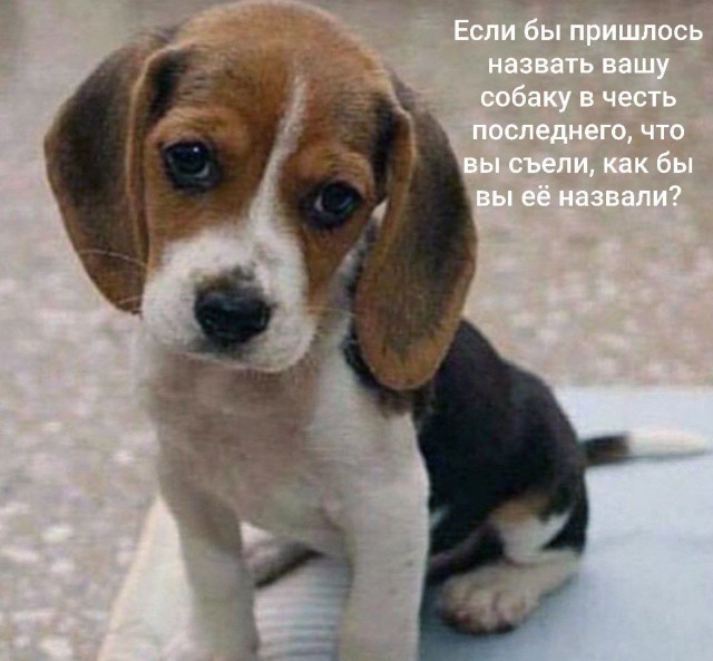 Вырастет - ветеринаром будет