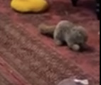 19-летний котик решил поиграть и это попало на видео
