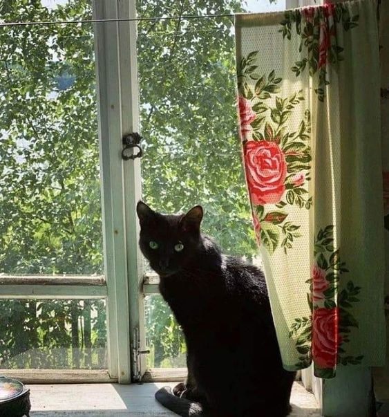 Коты деревенской породы