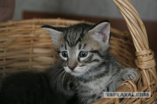 Котовторник 21.05.2013