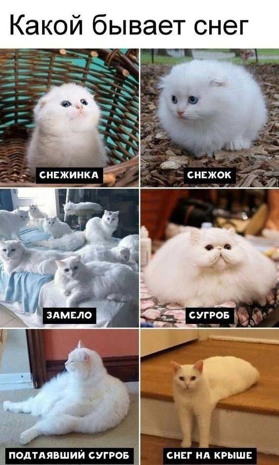 Веселые картинки к маленькой пятнице (25.12)