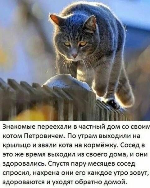 К котовторнику: подборка картинок-баянов с котиками и про котиков. Выпуск 2.