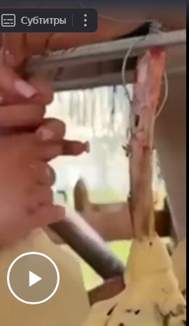 Девчонки тоже любят мясо
