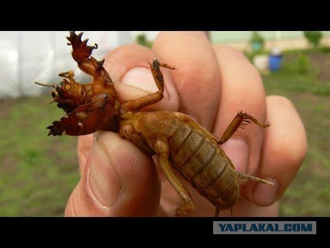Люди-медведки и мой святой долг.