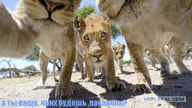Львы против радиоуправляемой камеры