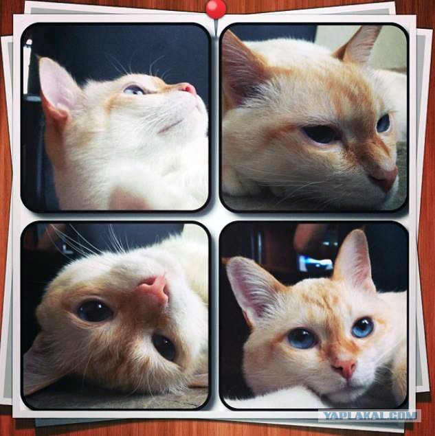 Котовторник  28.01.14