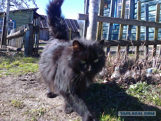Котовторник 22.07.14