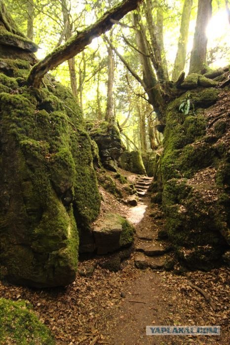 Puzzlewood - загадочный лес (19 фото)