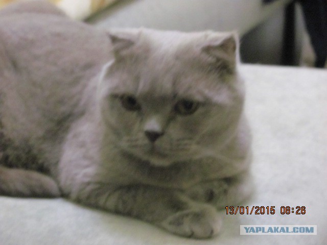 Котовторник 20.01.2015
