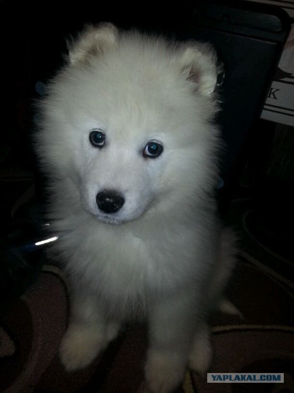 Самоедская лайка