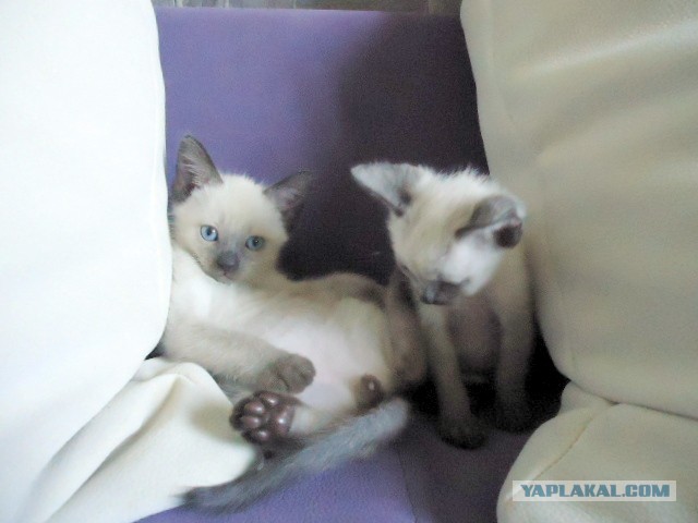 Котофея
