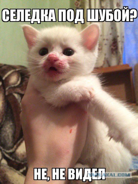 Забавные картинки из Сети